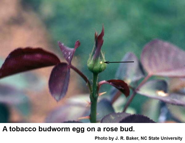 Tobacco budworm egg